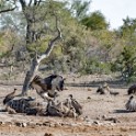 Kruger 034 copia